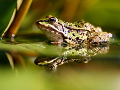 Frosch_20128576originallarge-4-3-800-163-0-3337-2379.jpg